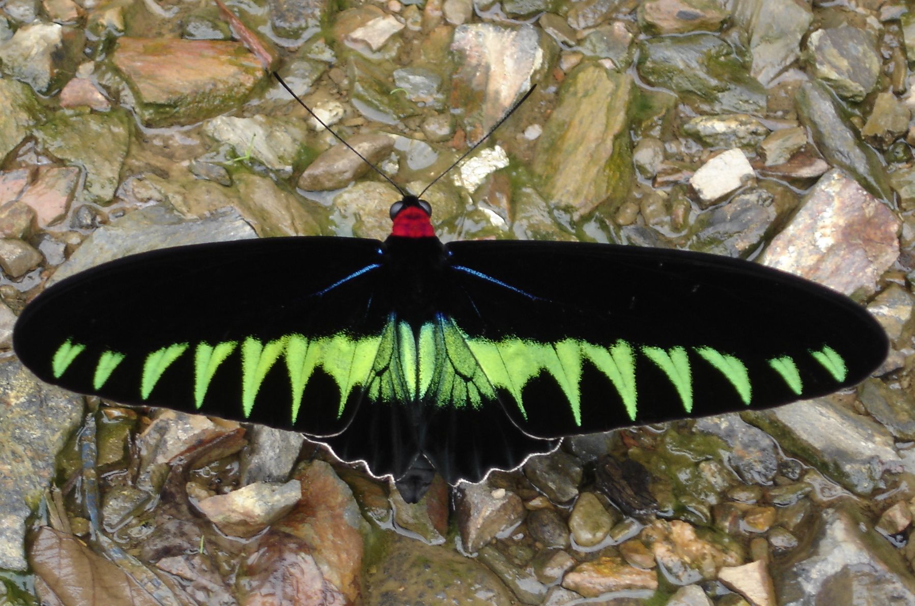 A bird-wing butterfly