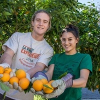 Two students pick oranges