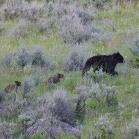 Female bear and her cubs