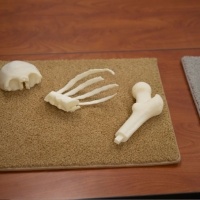 Collection of skeletal bones