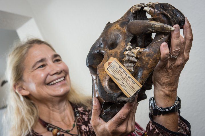 Felicia Beardsley holding the skull of a saber-toothed cat